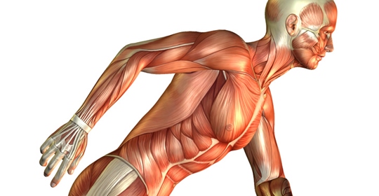 Myofaszial Release (Faszientherapie)